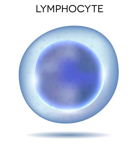 lymphocytes bas eleves definition   examen