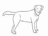 Colorear Labrador Cachorro Razas Calcar Desenho Raza Perrosamigos sketch template