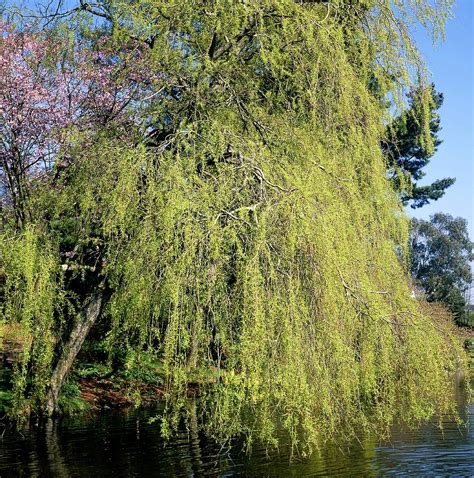 Weeping Willow Tree Photograph By Neil Joy Science Photo Library