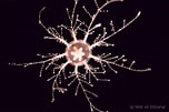 Afbeeldingsresultaten voor "cladonema Radiatum". Grootte: 152 x 101. Bron: european-marine-life.org
