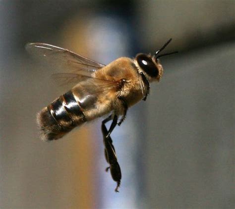 facts  drone bees fact file