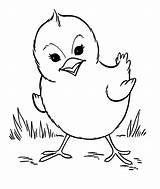 Coloring Farm Animal Pages Baby Printable Kids Print Chick sketch template