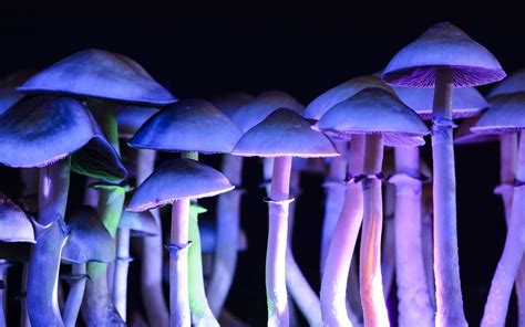 patient bizarre des champignons hallucinogenes poussent dans ses veines