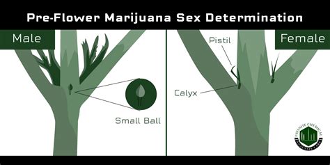 Male Vs Female Cannabis Why It’s Important To Know