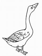 Goose Geese Angry Netart Bestcoloringpagesforkids Designlooter sketch template