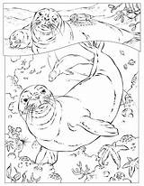Coloring Pages Seal Ocean Animals Harp Monk Geographic National Animal Sea Kids Printable Malvorlage Hawaiian Seals Books Colouring Zum Getdrawings sketch template