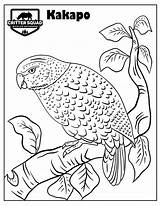 Kakapo sketch template