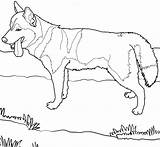 Coloring Pages Cattle Dog Australian Puppy Getcolorings Color Husky Printable sketch template