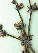 Afbeeldingsresultaten voor "pleurogonium Inerme". Grootte: 131 x 185. Bron: www.calflora.org