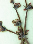 Afbeeldingsresultaten voor "pleurogonium Inerme". Grootte: 136 x 185. Bron: www.calflora.org