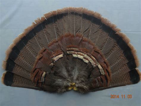 Adult Eastern Wild Turkey Tail Fan Turkey Feathers Turkey