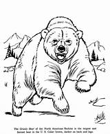 Grizzly sketch template