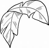 Leaf Palma Tropical Supercoloring Kokospalmen sketch template