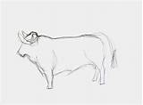 Stierenvechten Krijt Aquarel sketch template