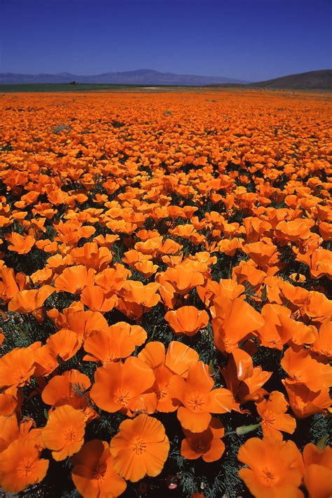 2000 008a Californian Poppy Field In Lancaster Ca