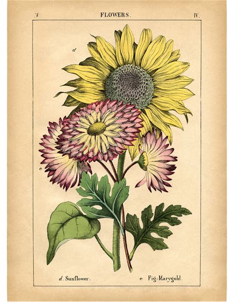 lovely vintage sunflower printable  graphics fairy