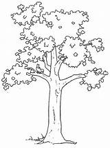 Alberi Disegni Colorare Albero Semplici Pierino Chioma Dell Scuola Lupo Uccellino Gatto Anatra Maestragemma sketch template