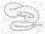 Sidewinder Klapperschlange Sonoran Snake Viper Snakes Realistic sketch template