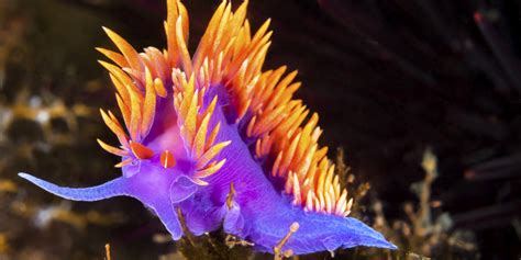 stunning   tropical sea creatures    rethink