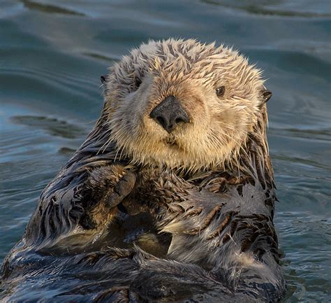 sea otter wikipedia