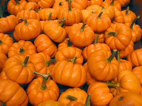 pumpkin  stock photo image picture mini pumpkins gourds