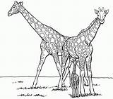 Coloring Giraffe Family Print Pages Kids Library Clipart sketch template