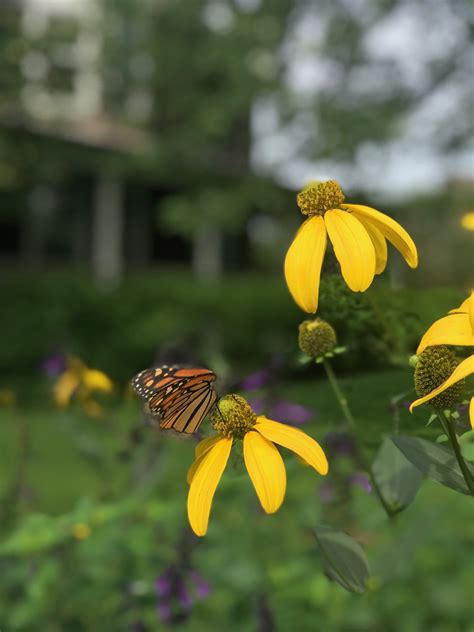 simple tips  starting  pollinator garden kdhamptons