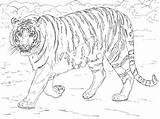 Tigre Bengala Bengal Mewarnai Harimau Tigres Realistic Supercoloring Slowly Bengals Marimewarnai Stampare Amur Colorier Paud Cp sketch template