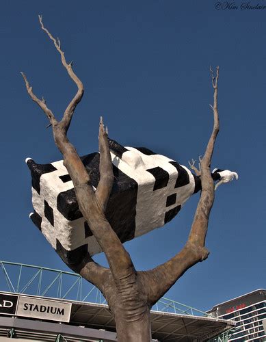 cow in tree 2 sm cow up a tree ozbuglady flickr