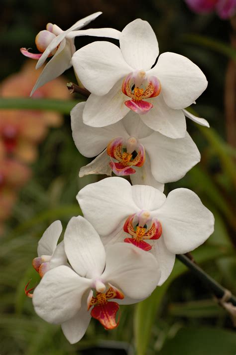 File Orchid Cultivar White Flowers 2000px  Wikimedia Commons