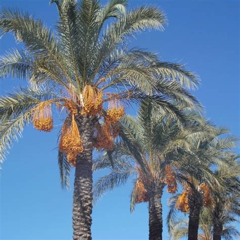 date palm   palms spotting  differences