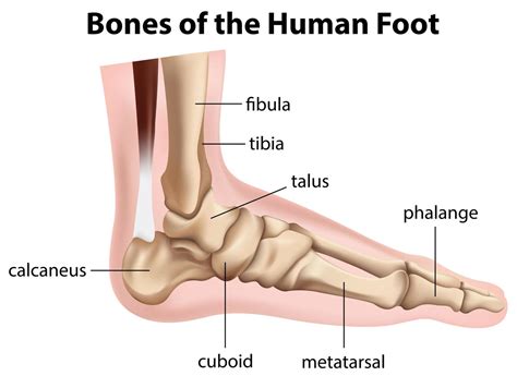 bones   human foot diagram  vector art  vecteezy