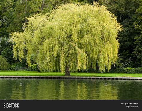 willow tree image photo  trial bigstock