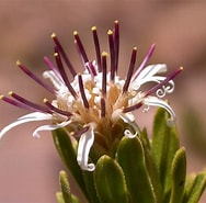Afbeeldingsresultaten voor "conchilla Daphnoides". Grootte: 188 x 185. Bron: www.plantsystematics.org