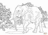 Kleurplaat Elefante Elefanti Olifant Elephants Realistic Afrique Africano Supercoloring Selva Inspirant Stampare Disegnare sketch template