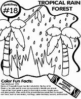Rainforest Coloring Tropical Forest Rain Pages Drawing Print Crayola Sheets Plants Draw Easy Clipart Color La Clip sketch template