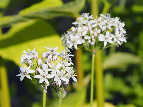 allium tuberosum kinagresslok obp opplysningskontoret  blomster og planter