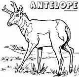 Antelope Coloring Pages sketch template