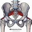 Afbeeldingsresultaten voor Musculus Piriformis. Grootte: 105 x 104. Bron: bodyworksprime.com