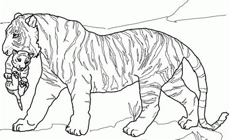 tiger  lion coloring pages     quality lion