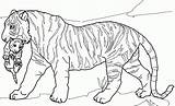 Tiger Coloring Lion Cub Getdrawings Bengal Tigers Cubs sketch template