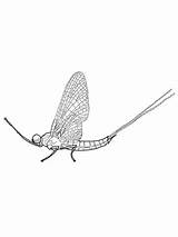Mayfly Coloring Legged Brush Pages Printable Drawing Adult Supercoloring Categories Choose Board Crafts sketch template