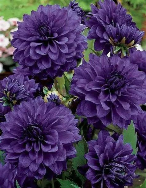 pin  rhonda meister   flowers purple garden purple flowers
