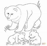 Coloring Bear Pages Printable Cubs Baby Animal Mother Animals Grizzly Print Woodland Color Brown Bears Cub Drawing Supercoloring Drawings Cartoon sketch template