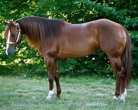 pin  gary sheese  horses quarter horse american quarter horse