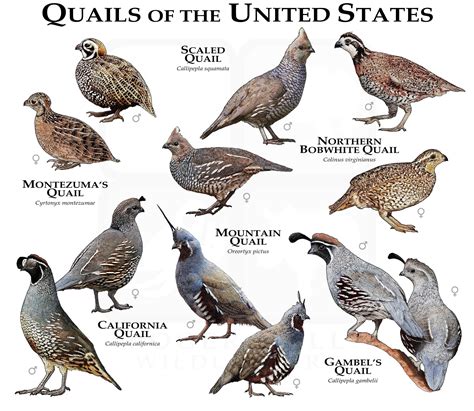 quail   united states poster printfield guide etsy quail pet