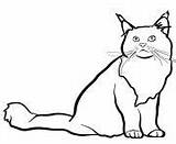 Cat Coloring Pages Coon Printable Maine sketch template
