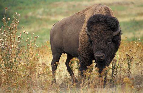 plight   american bison