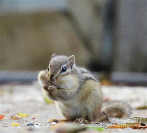 chubby cheeks chipmunk photograph by scott d van osdol fine art america