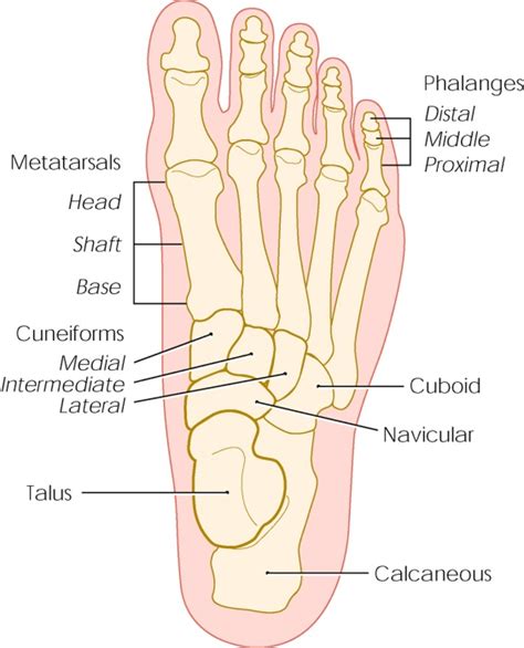 Foot Anatomy Bones Muscles Tendons And Ligaments
